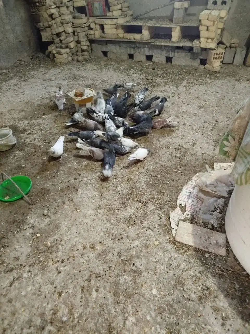 کبوتر جوان|پرنده|خمینیشهر, |دیوار