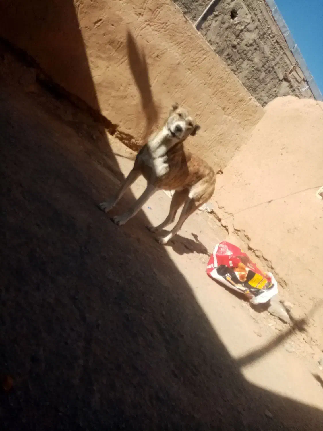 واگذاری حیون نر وماده|سگ|تربت جام, جلگه موسی آباد|دیوار