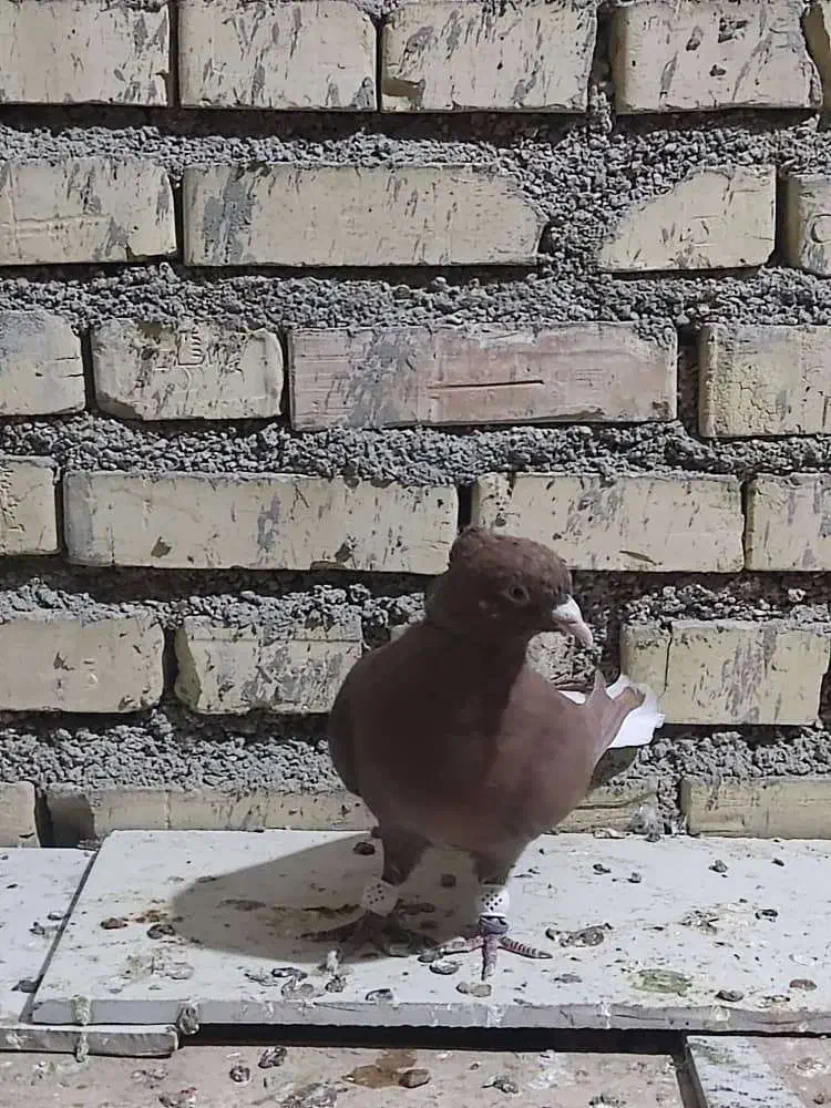 کوت عبدالله|پرنده|کارون, |دیوار