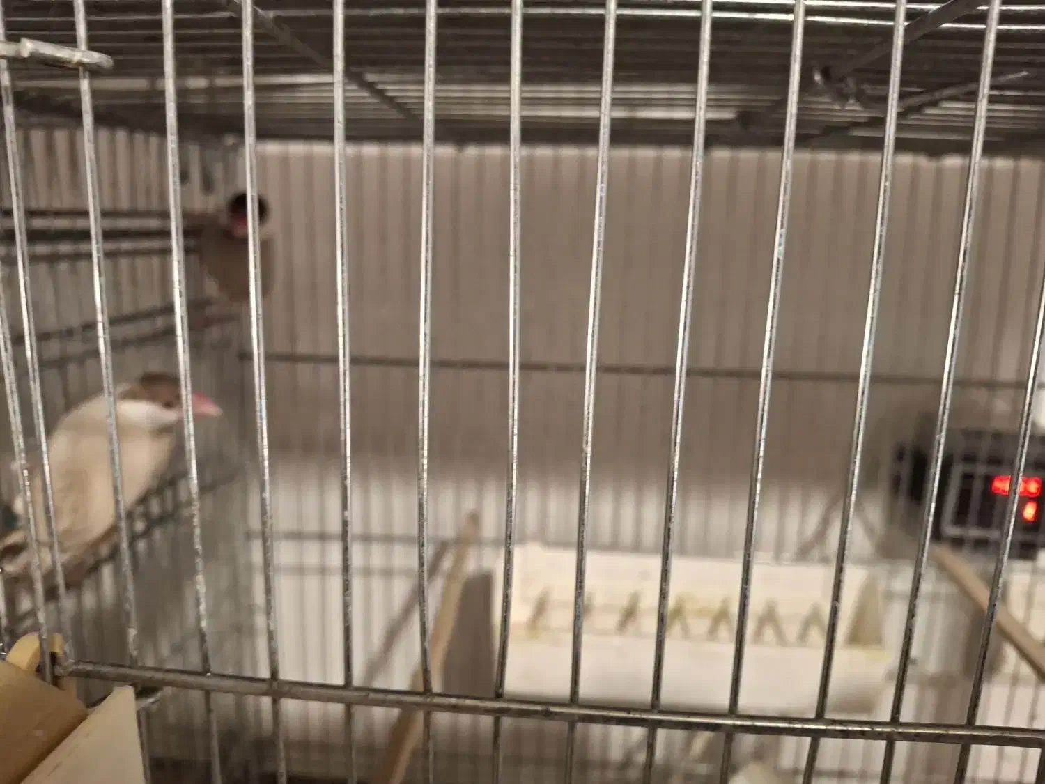 فروش فنچ نرگسی شکلاتی روی تخم|پرنده|سمنان, |دیوار