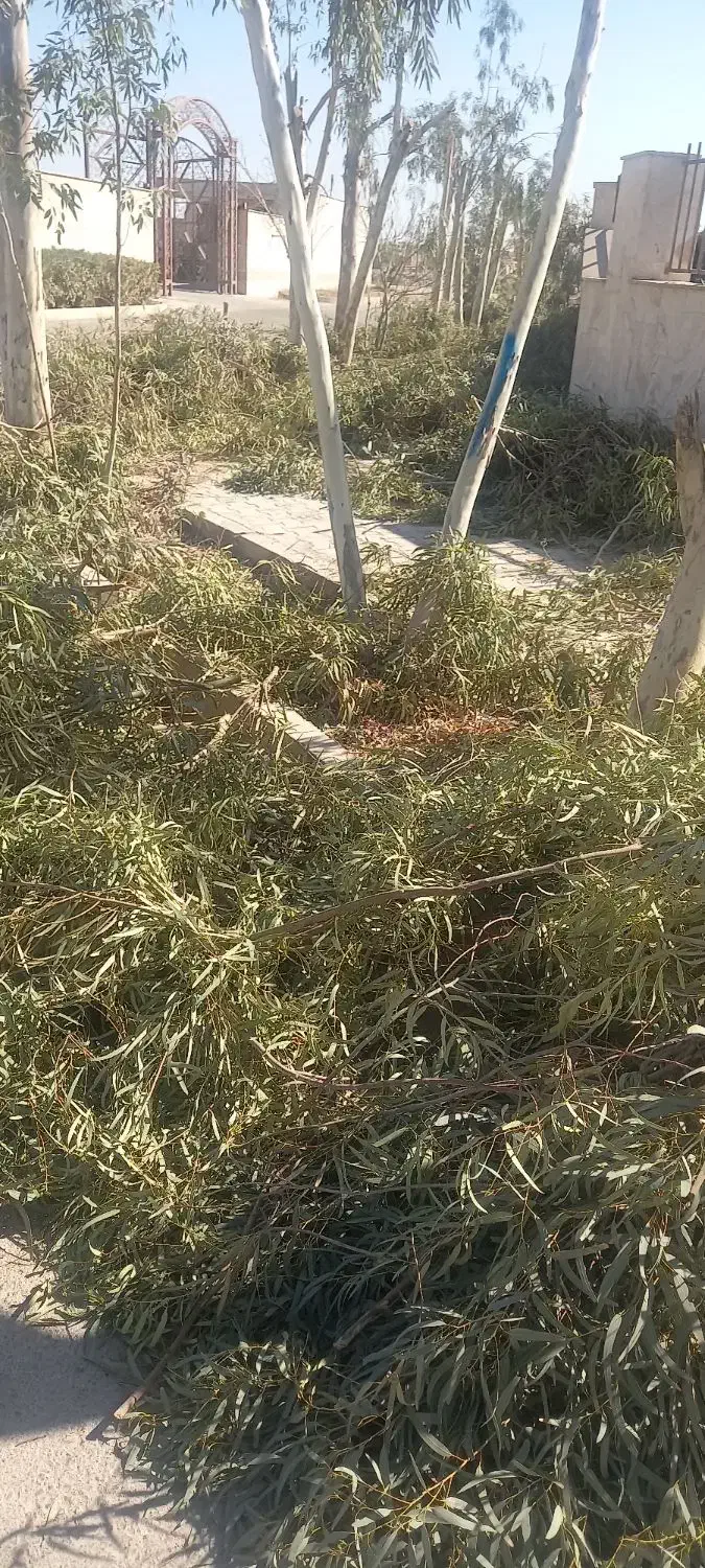 برگ  اکالیپتوس|خدمات باغبانی و درختکاری|قم, زنبیل آباد|دیوار