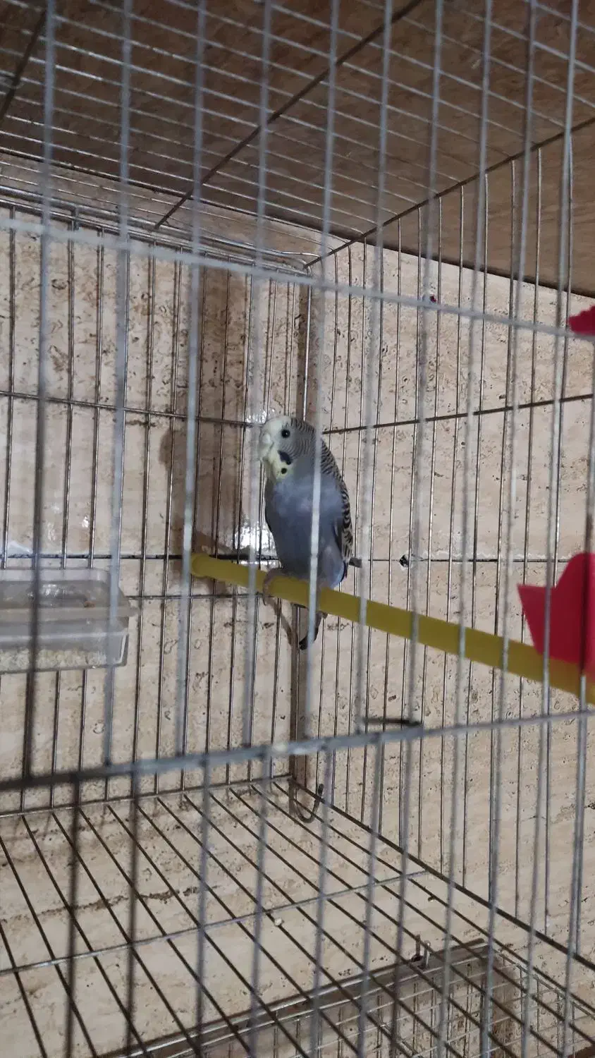 مرغ عشق مولد|پرنده|مهریز, |دیوار