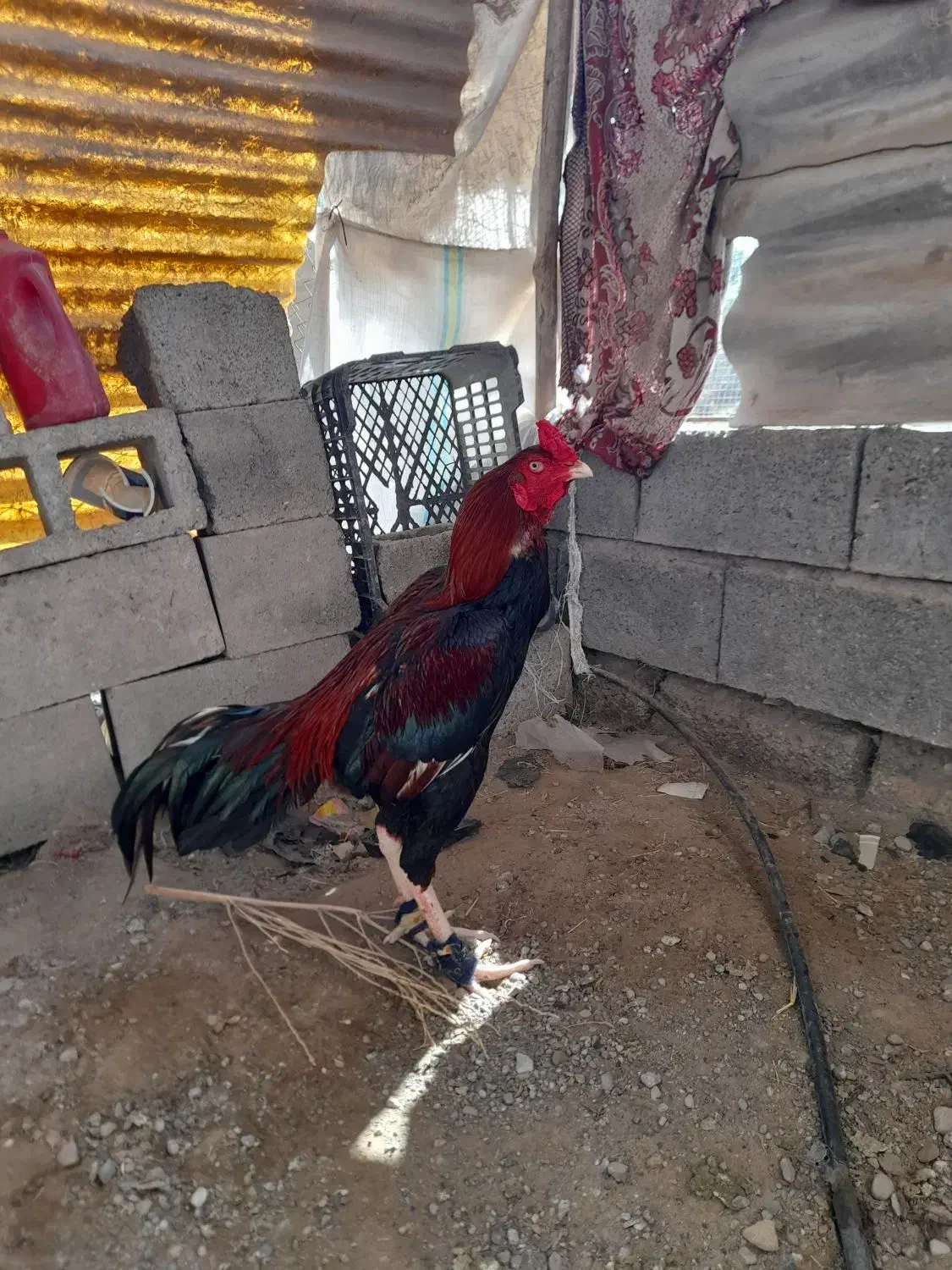 خروس|حیوانات مزرعه|میناب, |دیوار