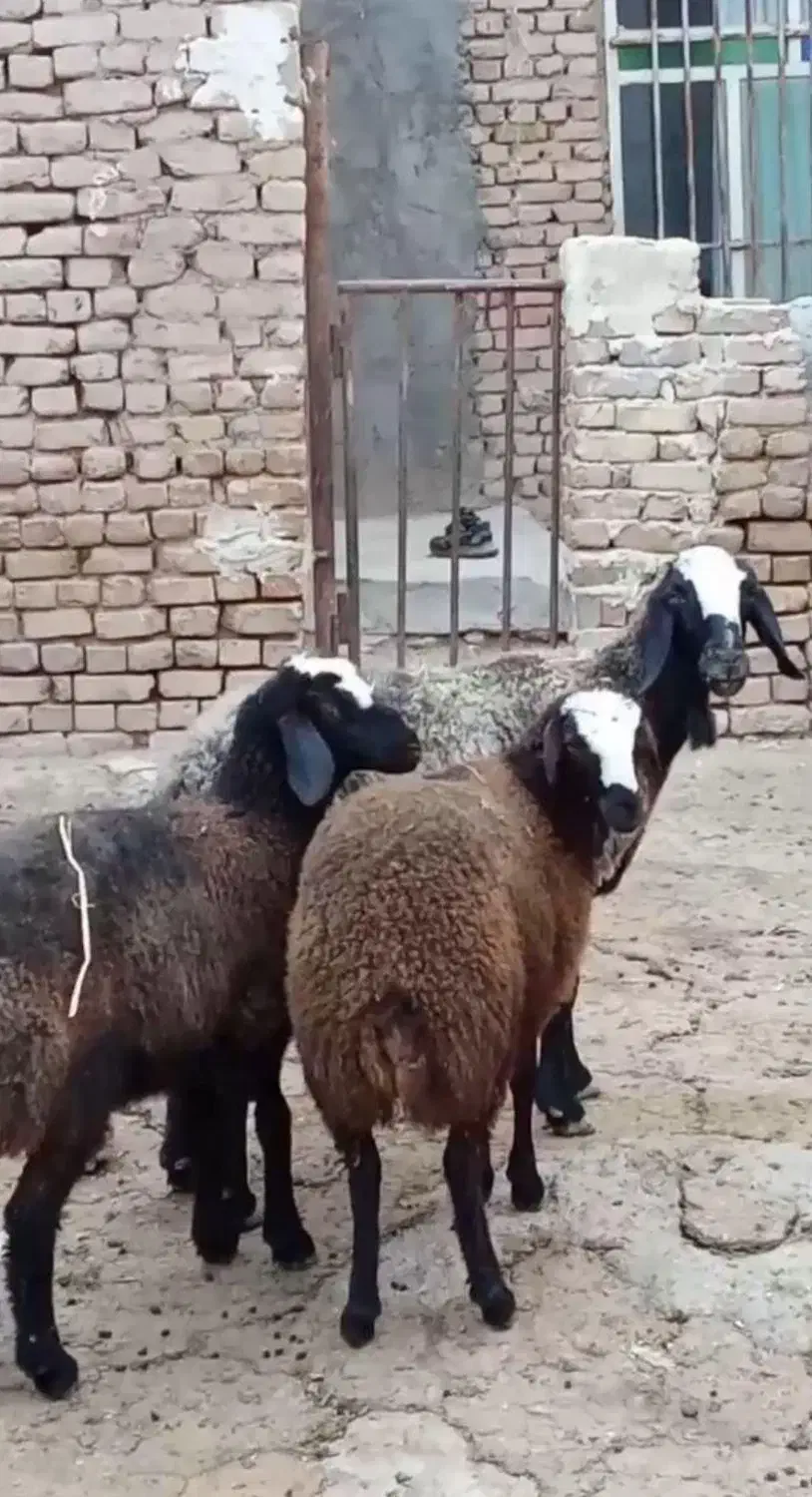 گوسفند ۲وقلـوزا و بره ژن دار|حیوانات مزرعه|مهریز, |دیوار