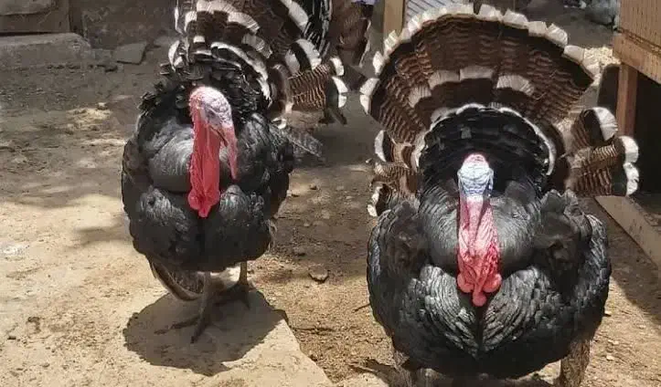 بوقلمون محلی ارگانیک ارسال رایگان در اهر|حیوانات مزرعه|اهر, |دیوار