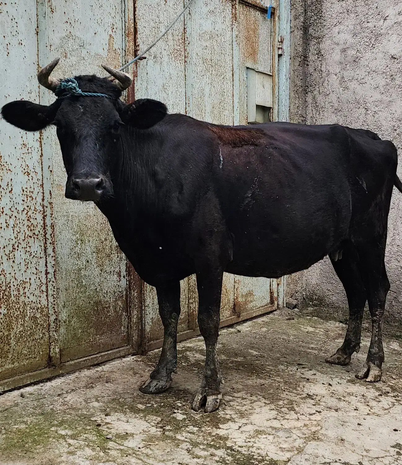 گاو دورگ ۱۵ روز مانده به زایمان|حیوانات مزرعه|رشت, پسیخان|دیوار