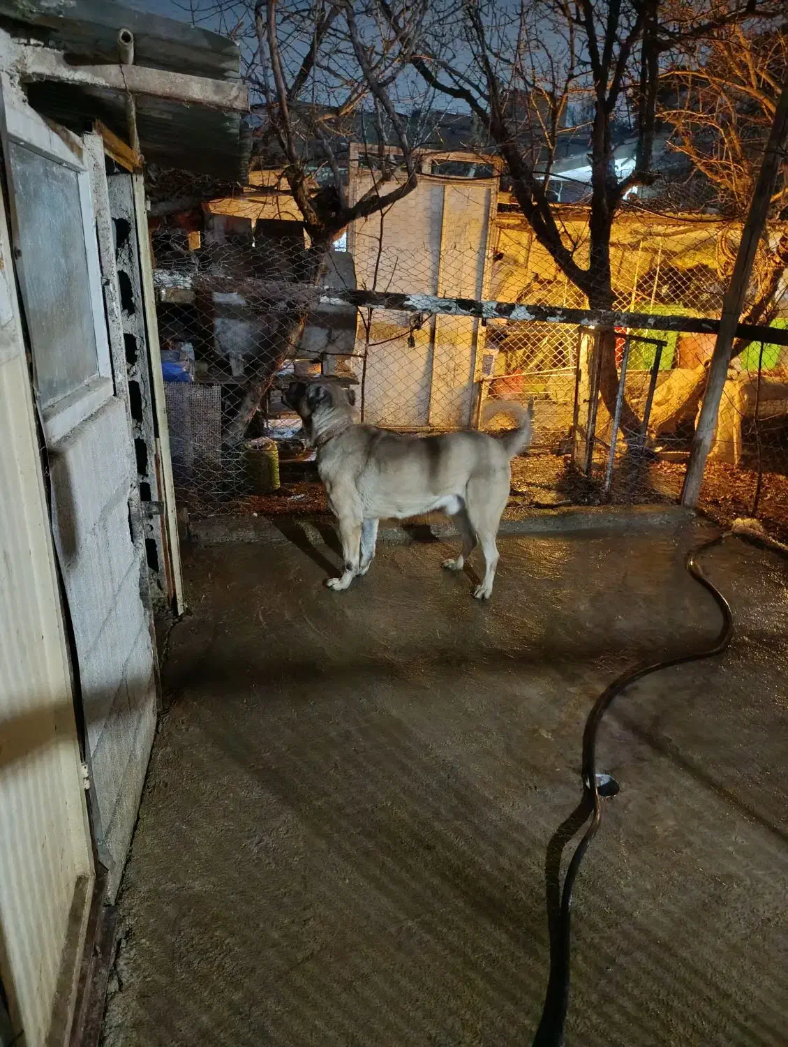 سرابی نر|سگ|شهریار, شهریار|دیوار