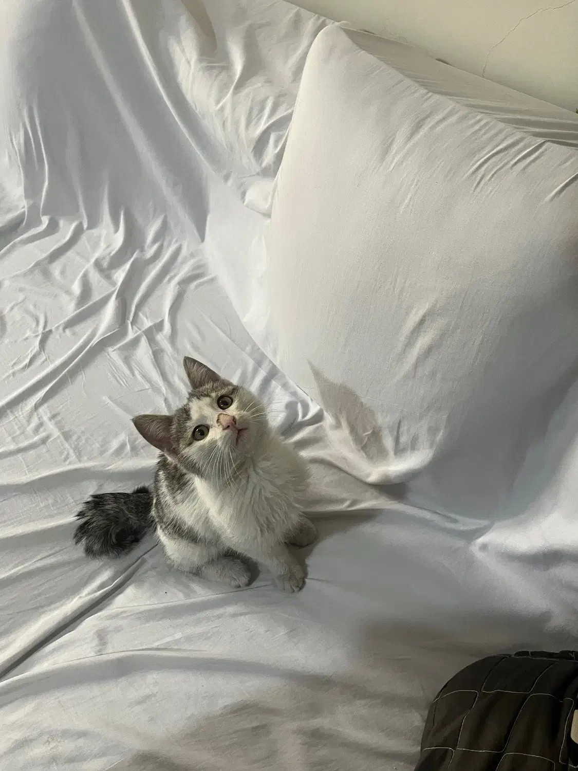 گربه بامزه|گربه|تهران, فردوسی|دیوار