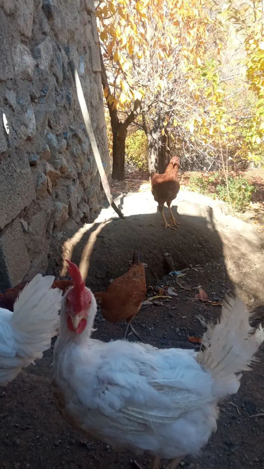 مرغ و خروس|حیوانات مزرعه|موچش, |دیوار