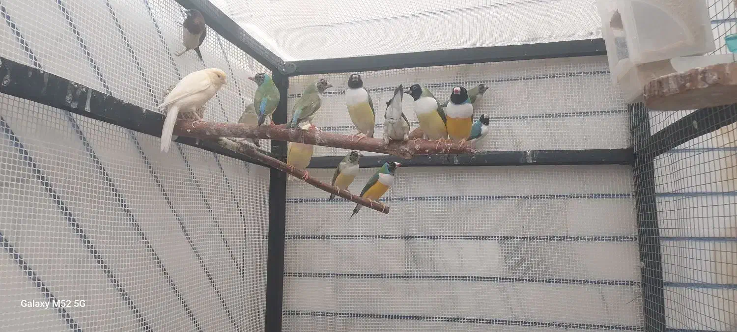 فنچ گلدین|پرنده|بهبهان, |دیوار