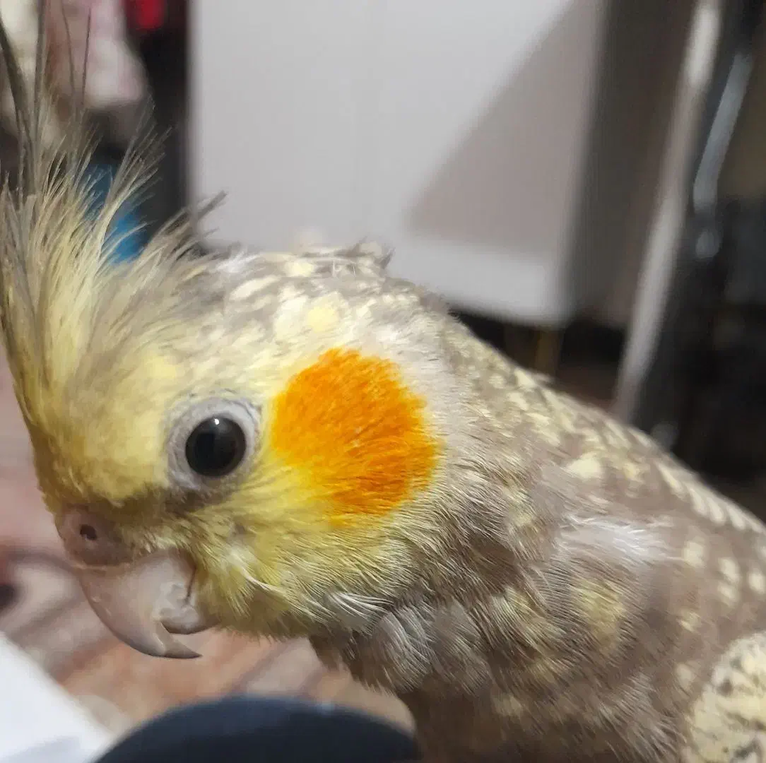 گمشده|حیوانات|دوگنبدان, |دیوار