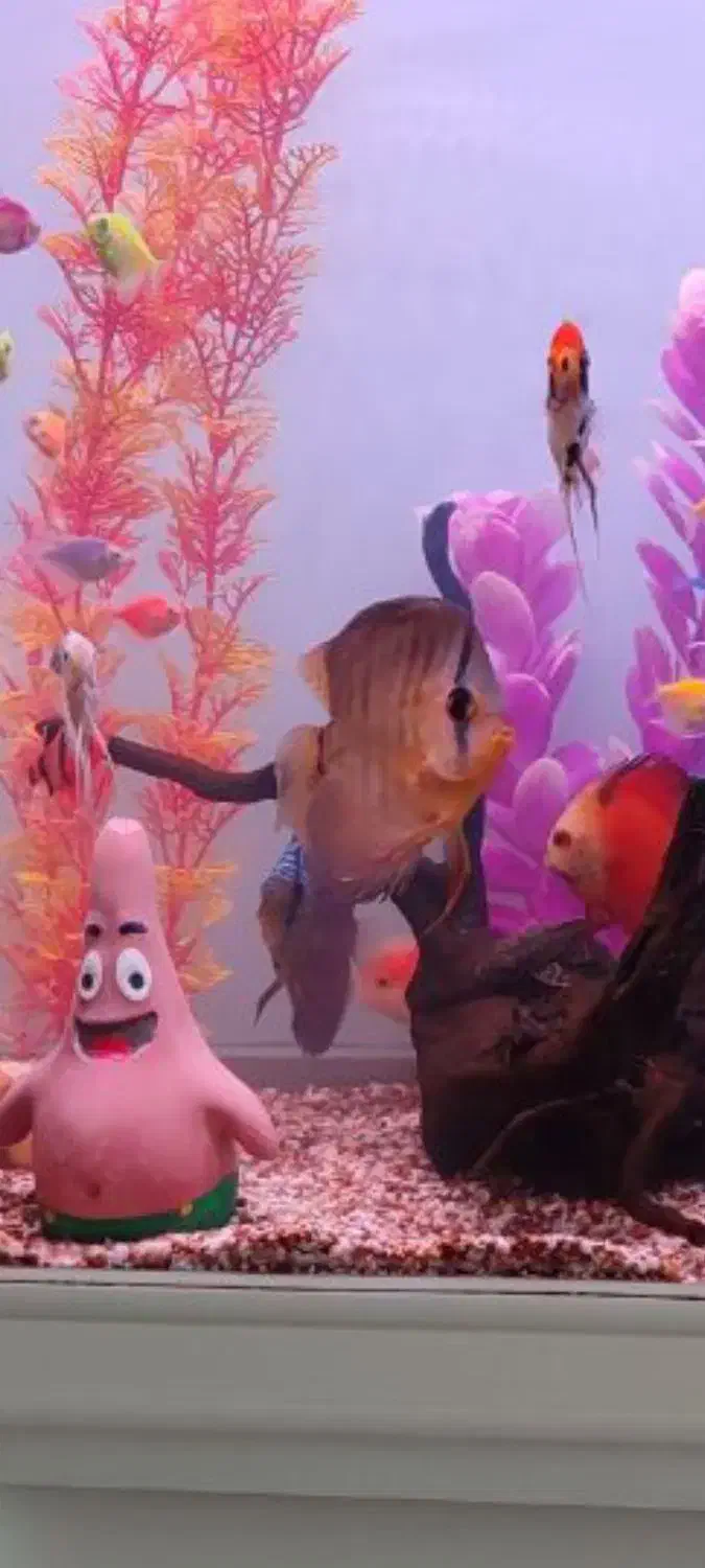 ماهی دیسکس|ماهی|سنندج, |دیوار