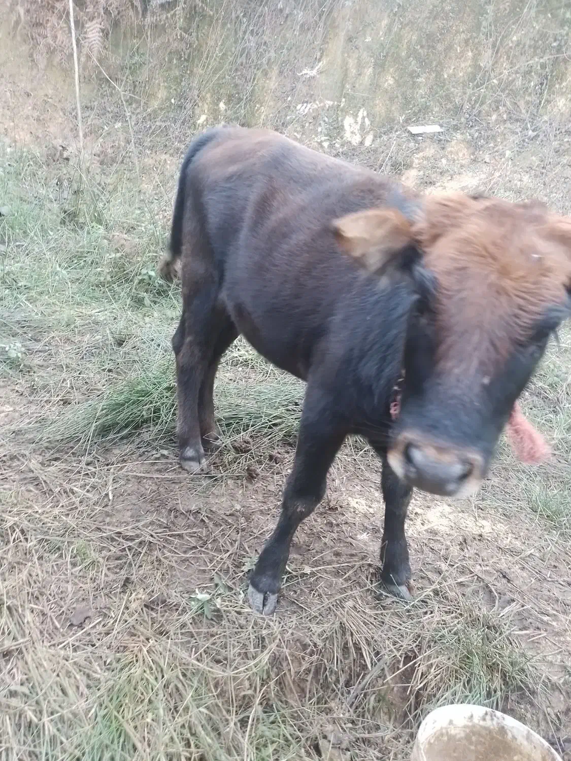 فروش گاو لیشه|حیوانات مزرعه|ماکلوان, |دیوار