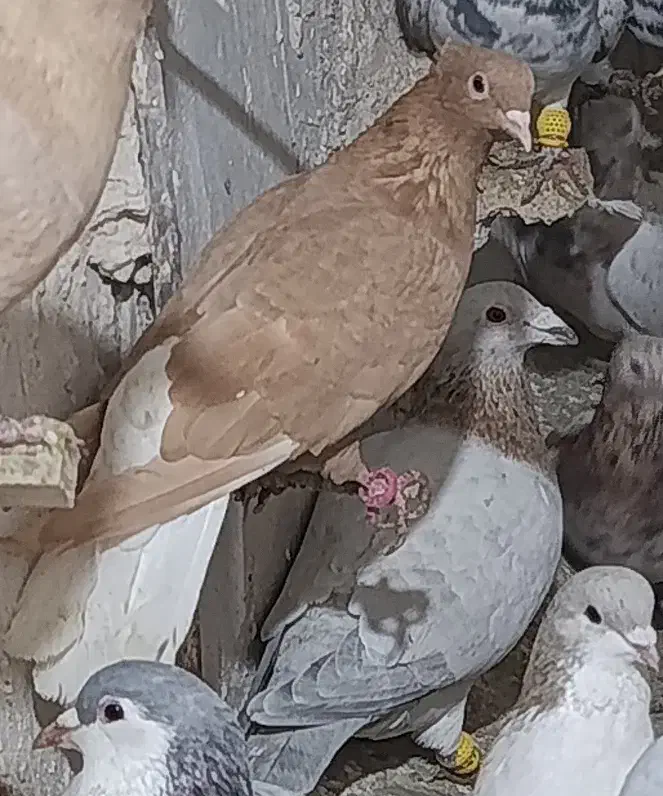 ماده دم سفید|پرنده|تربت جام, میان جام|دیوار