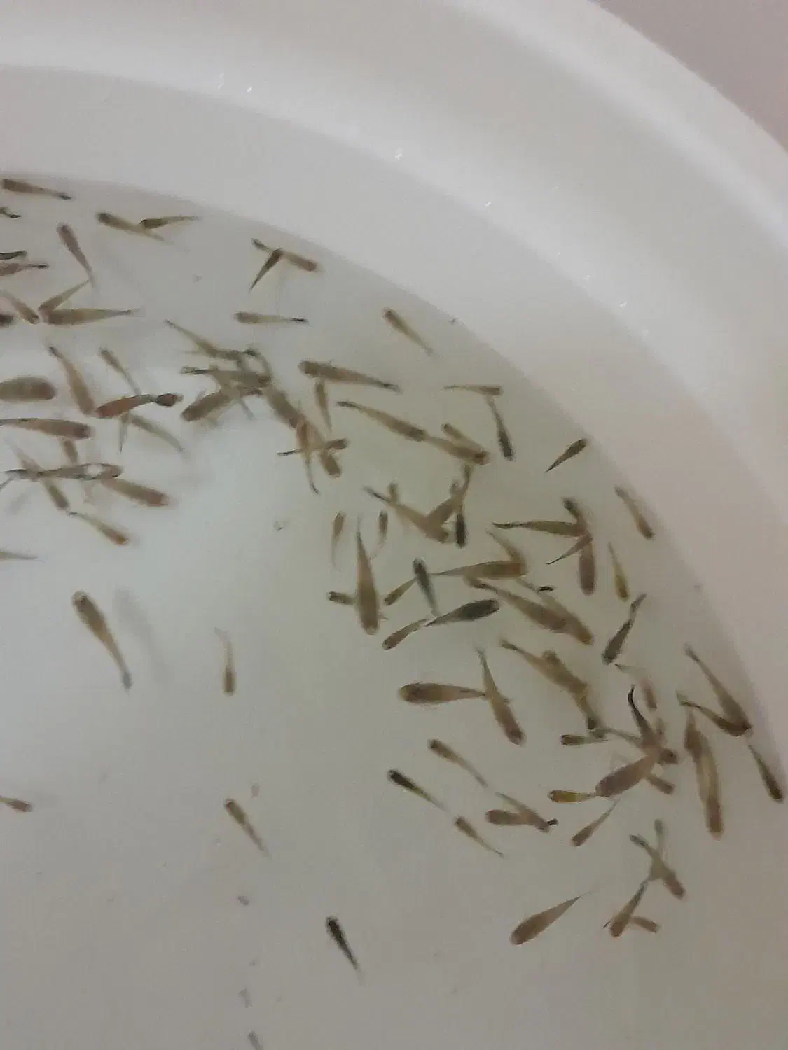 ماهی گوپی دانه ۲|ماهی|مشهد, شریف|دیوار