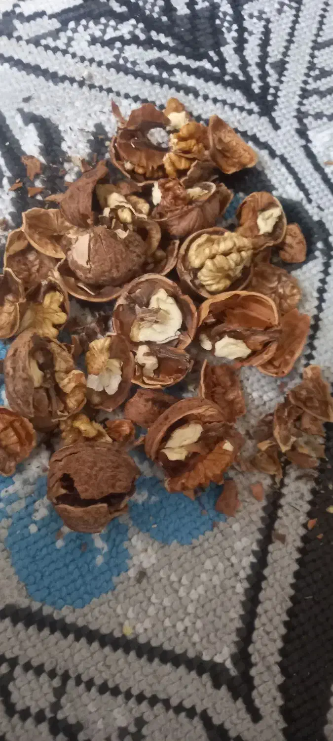 گردو|خوردنی و آشامیدنی|قم, شهرک فاطمیه|دیوار
