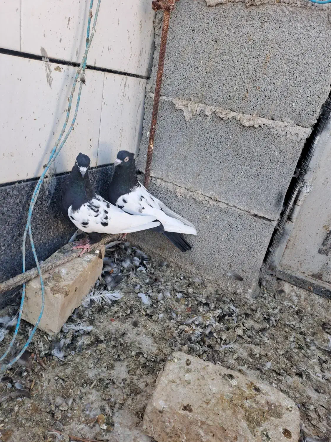 کفتر|پرنده|شیراز, فرودگاه شهید دستغیب شیراز|دیوار