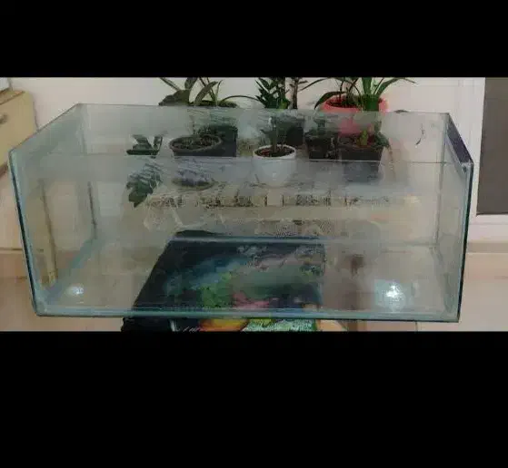 اکواریوم|ماهی|شاهرود, |دیوار