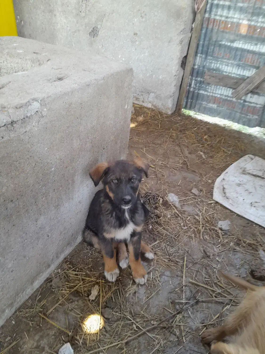 سگ ....|سگ|شفت, |دیوار