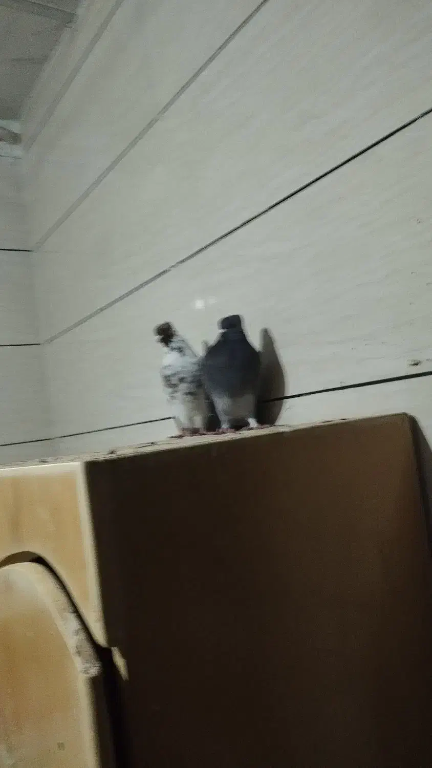 دو عدد کبوتر|پرنده|کارزان, |دیوار