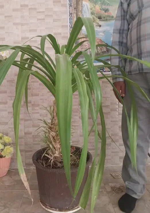 گل طبیعی|گل و گیاه طبیعی|بانش, |دیوار