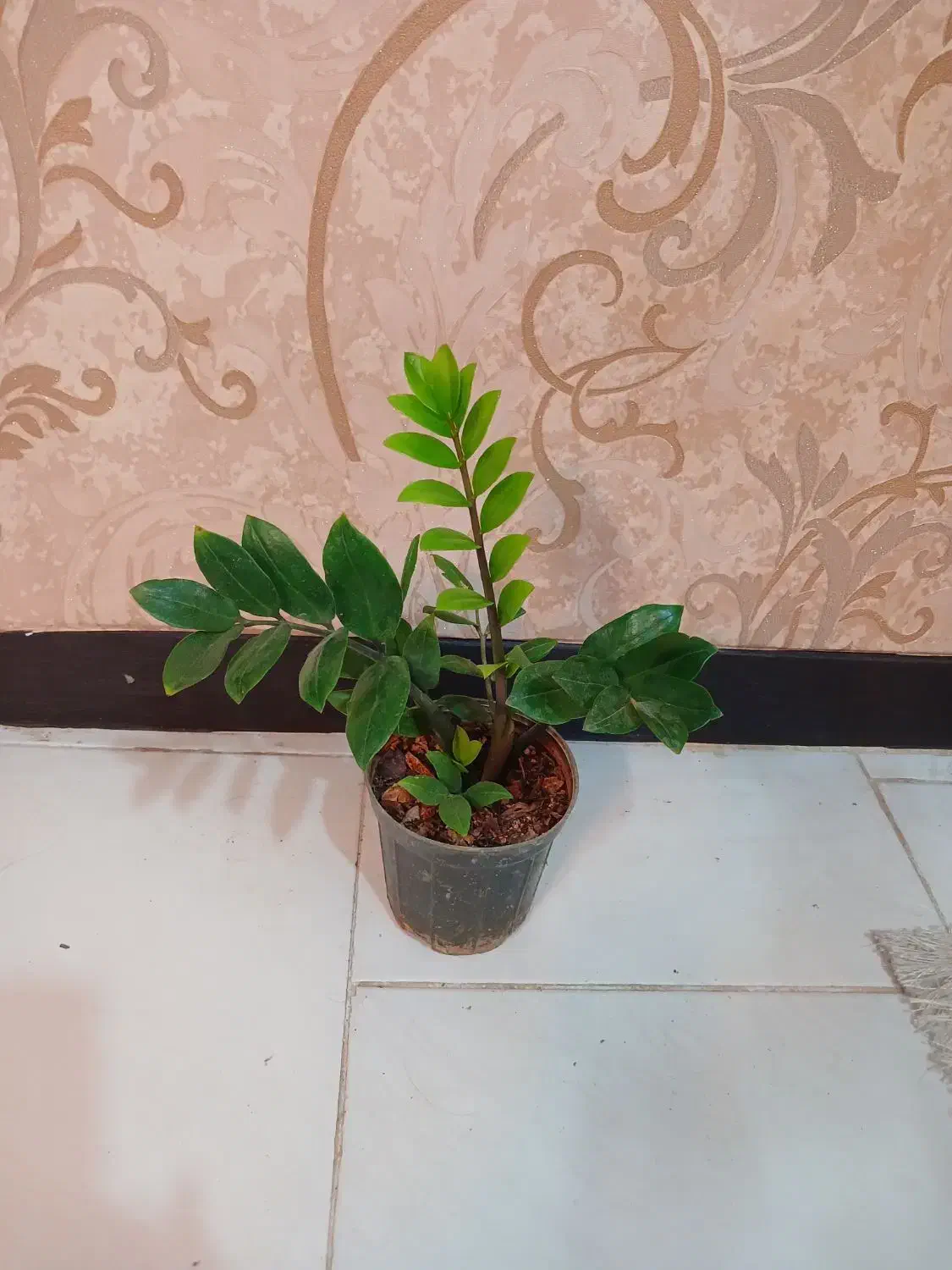 گل وگیاه آپارتمانی  فروشی|گل و گیاه طبیعی|شاهین‌شهر, مخابرات (شهید بهشتی)|دیوار