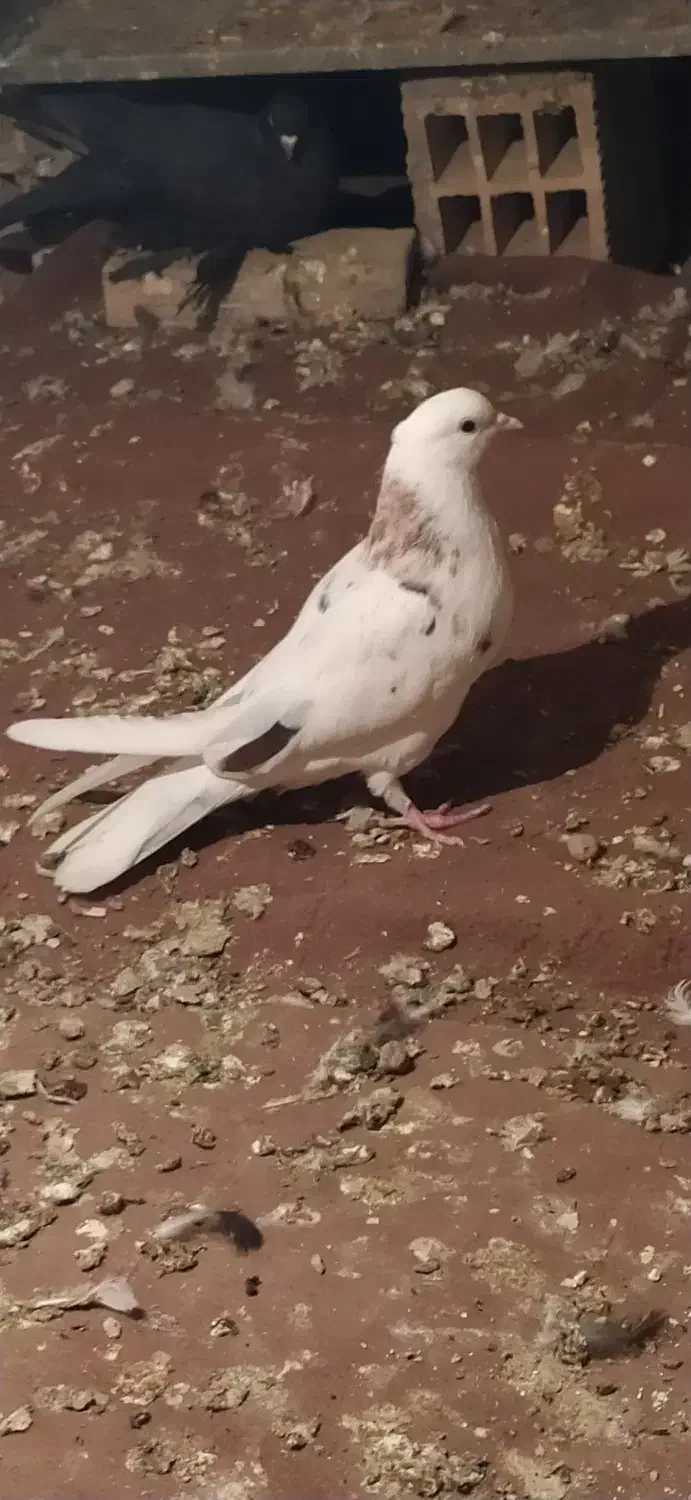 کفتر غریبگیری|پرنده|گلستان (تهران), |دیوار