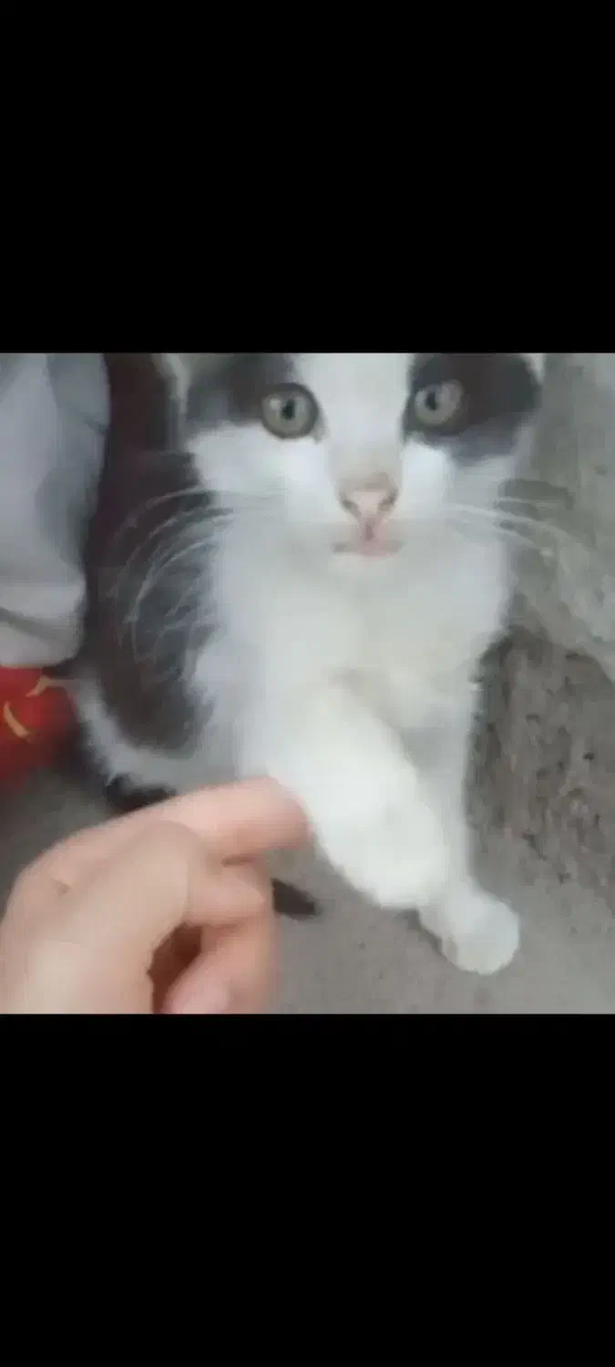 گم شده|حیوانات|خوی, |دیوار