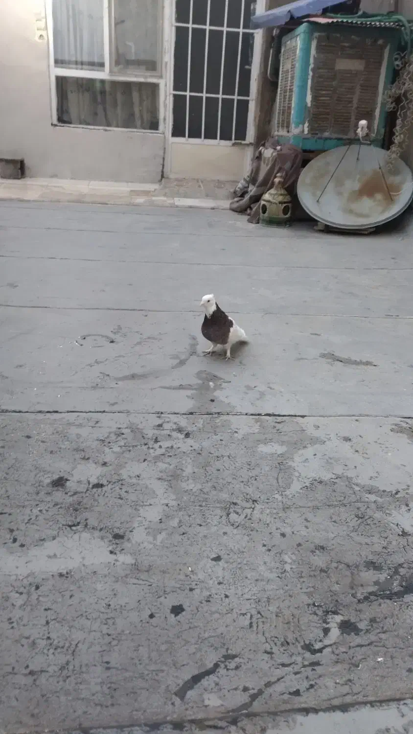 کبوتر طوقی|پرنده|خمینی‌شهر, |دیوار