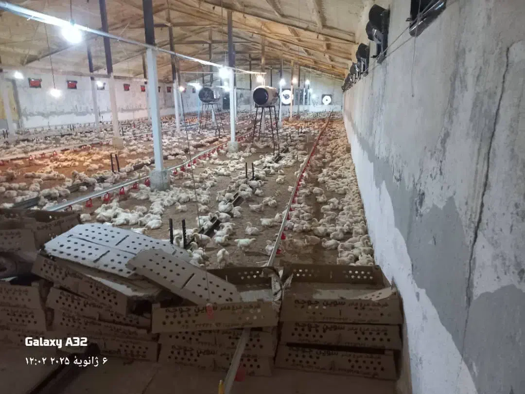 فروش مرغداری گوشتی با موقعیت عالی در صومعه سرا|فروش دفتر صنعتی، کشاورزی، تجاری|رشت, گلسار|دیوار