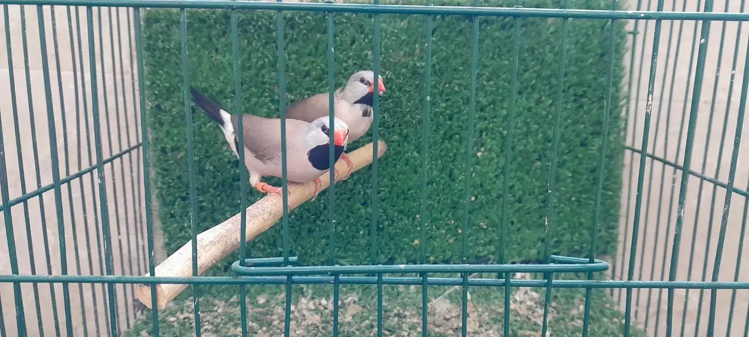 فنچ کرواتی نرگسی زبرا|پرنده|مشکین‌دشت, |دیوار