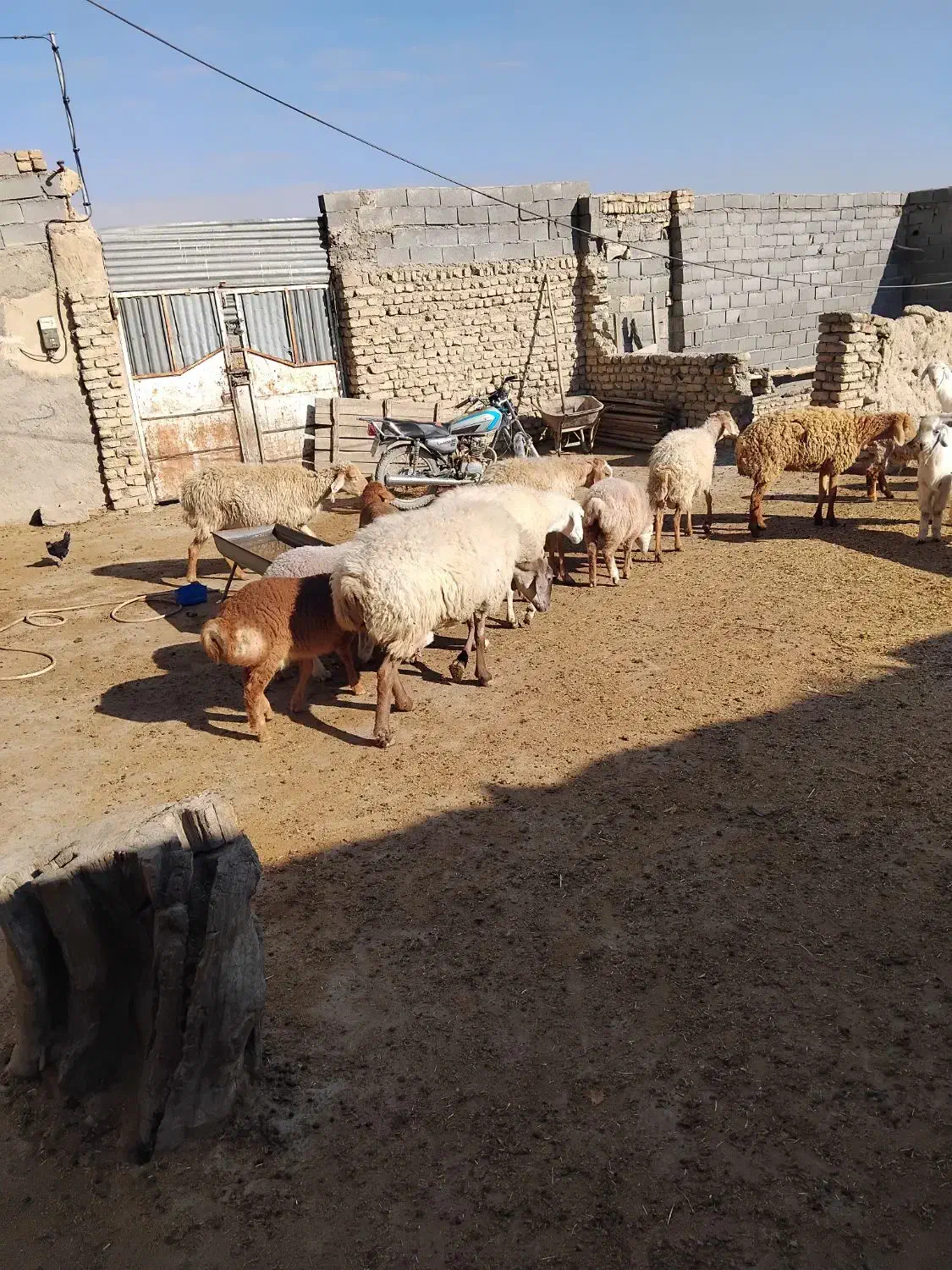 ۵ تا میش زاییده|حیوانات مزرعه|شیروان (خراسان), |دیوار
