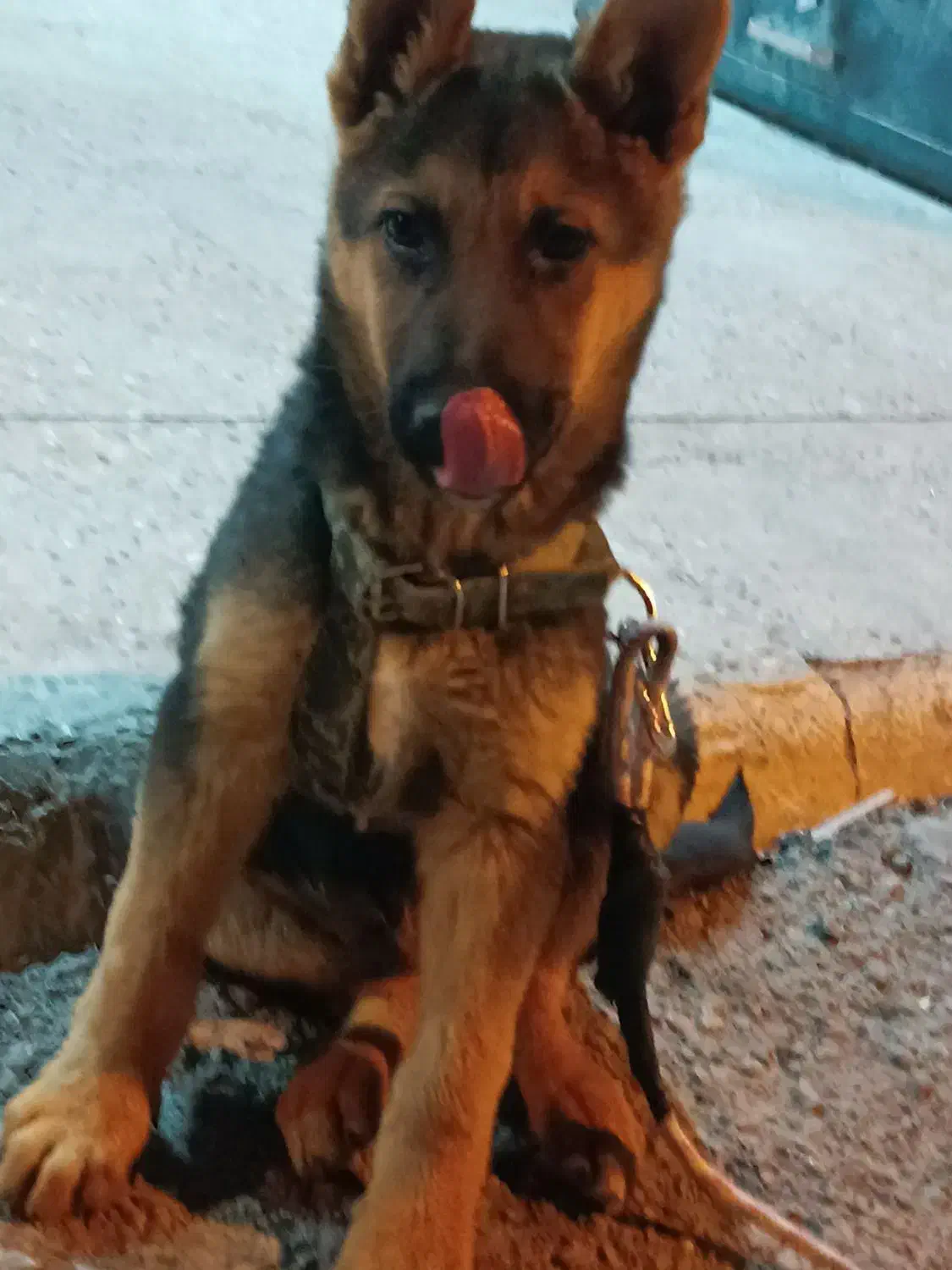 توله ژرمن ورک نر|سگ|لار, |دیوار