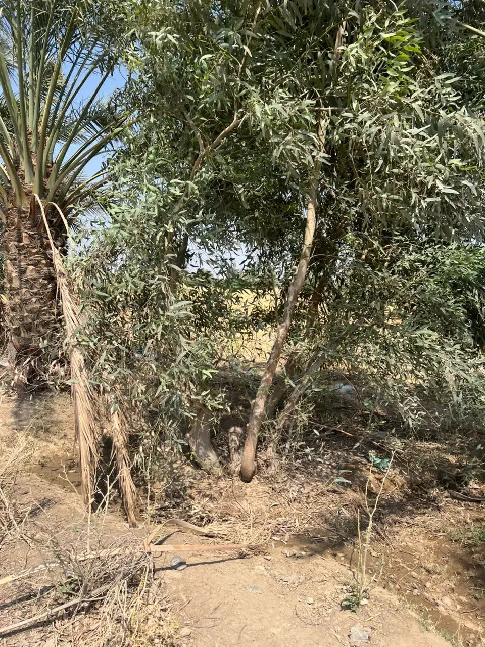 خریدانواع چوب|خدمات باغبانی و درختکاری|جیرفت, |دیوار