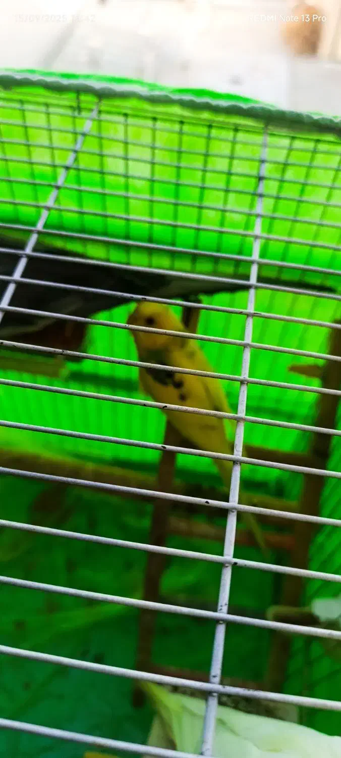 یک جفت عروس هلندی و یکدانه مرغ عشق|پرنده|تاکستان, |دیوار