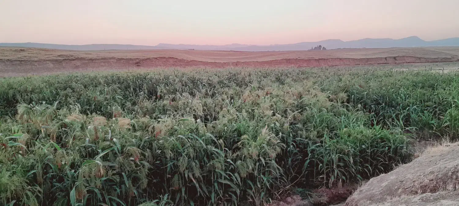 دسته ای ۶۰ هزار زیاد ببری کمتر حساب میکنم|لوازم نظافت|کوهدشت, |دیوار