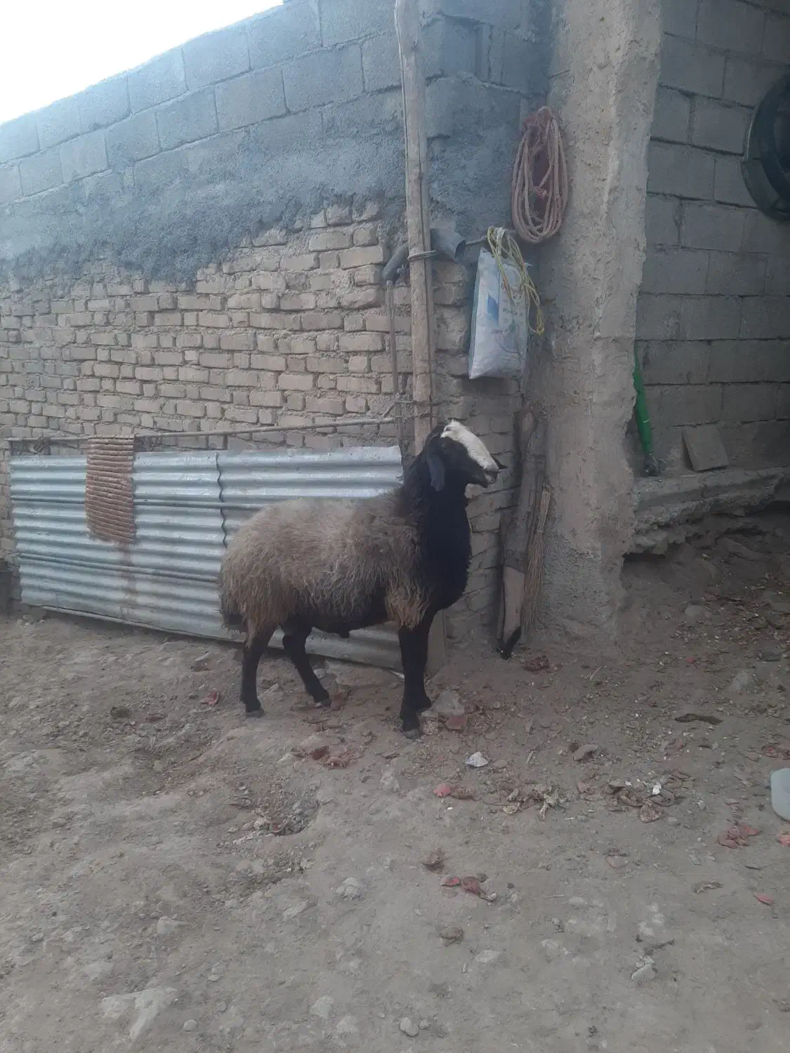 قوچ یا ورن شال|حیوانات مزرعه|گهواره, |دیوار