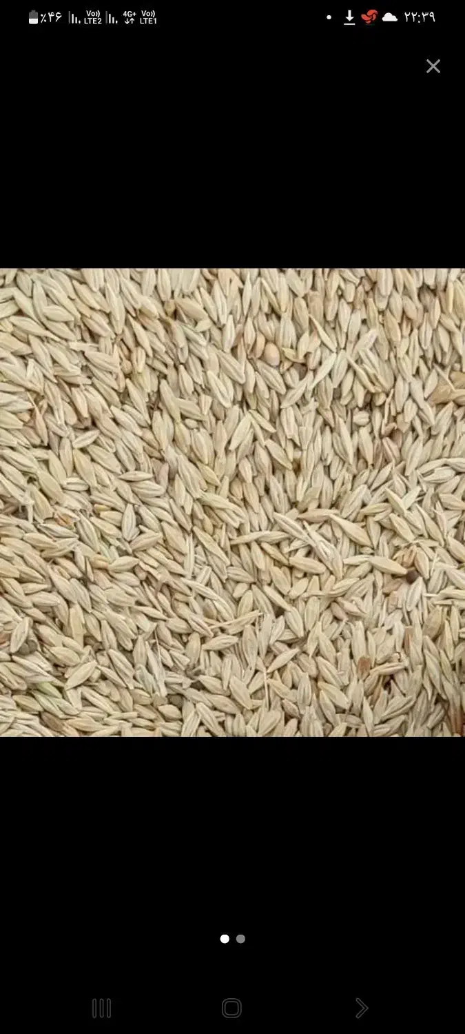 جو آبی|لوازم جانبی حیوانات|فامنین, |دیوار