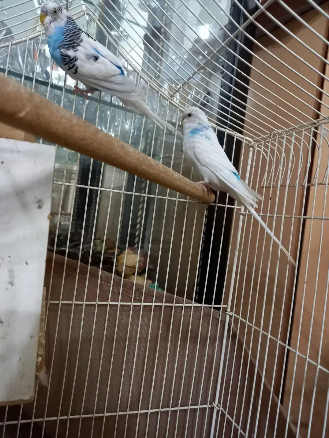 مرغ عشق|پرنده|قم, شاه سید علی|دیوار