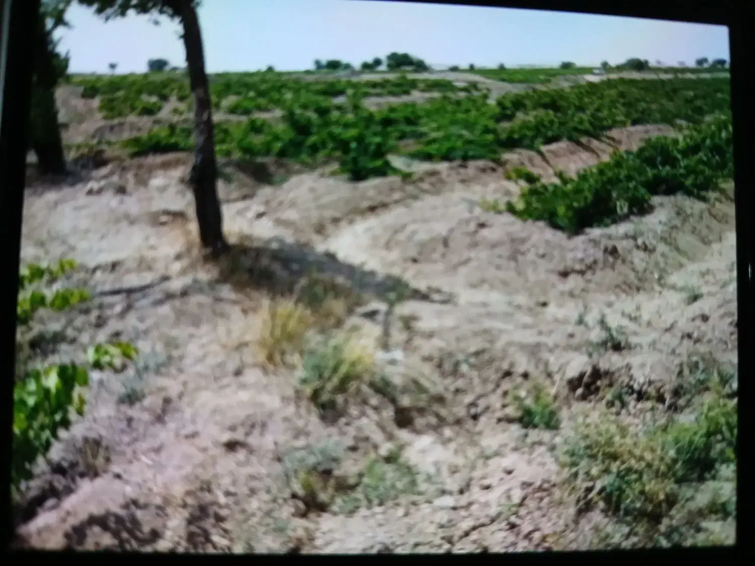 اجاره مشارکتی باغ انگور عسگری روستای کودزر فرمهین|اجارهٔ دفتر صنعتی، کشاورزی، تجاری|فرمهین, |دیوار