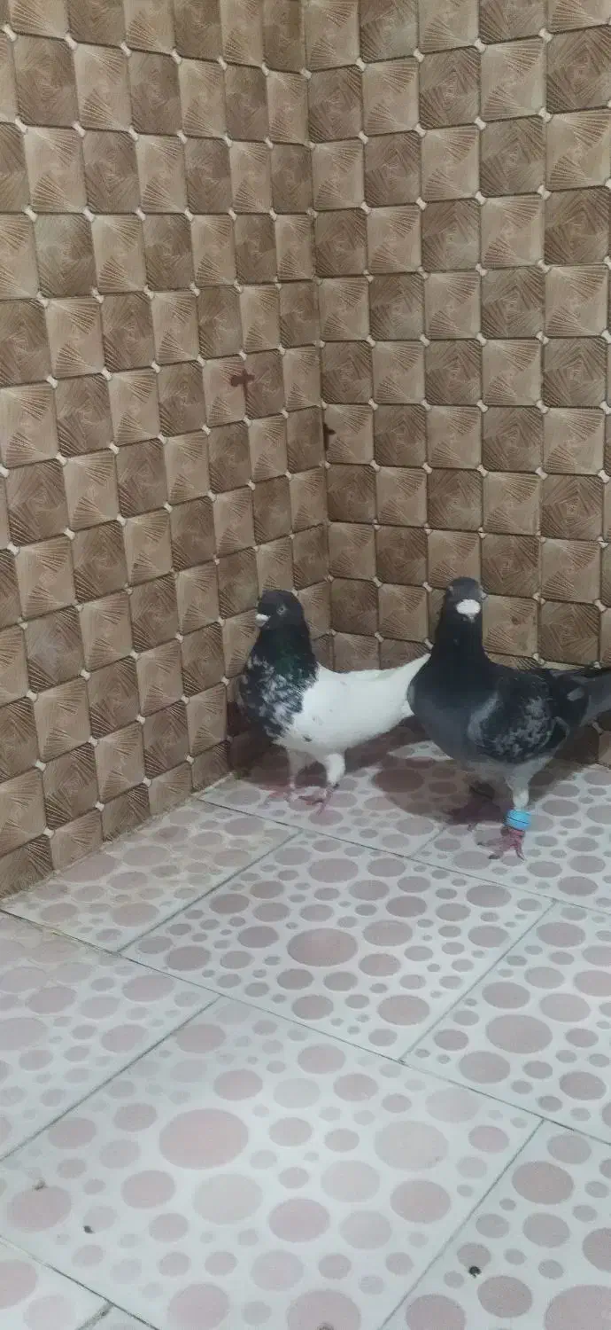 کبوتر غریب گیری|حیوانات|گالیکش, |دیوار