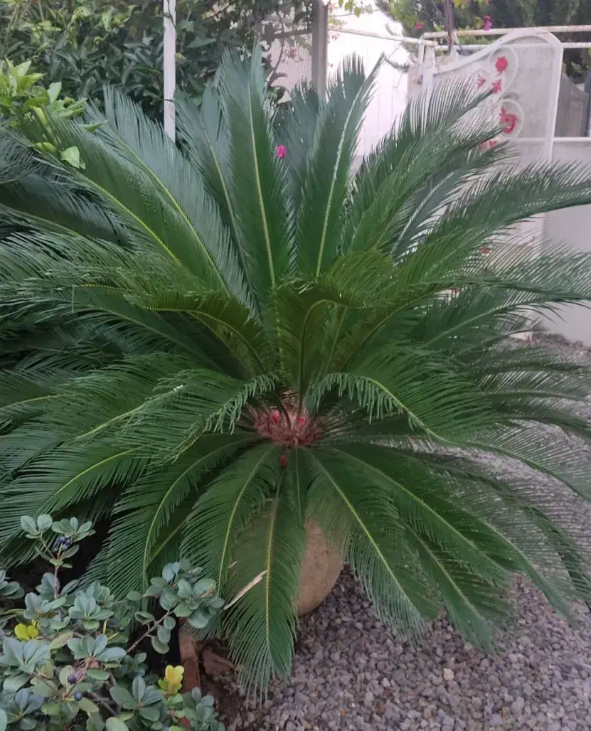 سیکاس بالغ|گل و گیاه طبیعی|سرخرود, |دیوار