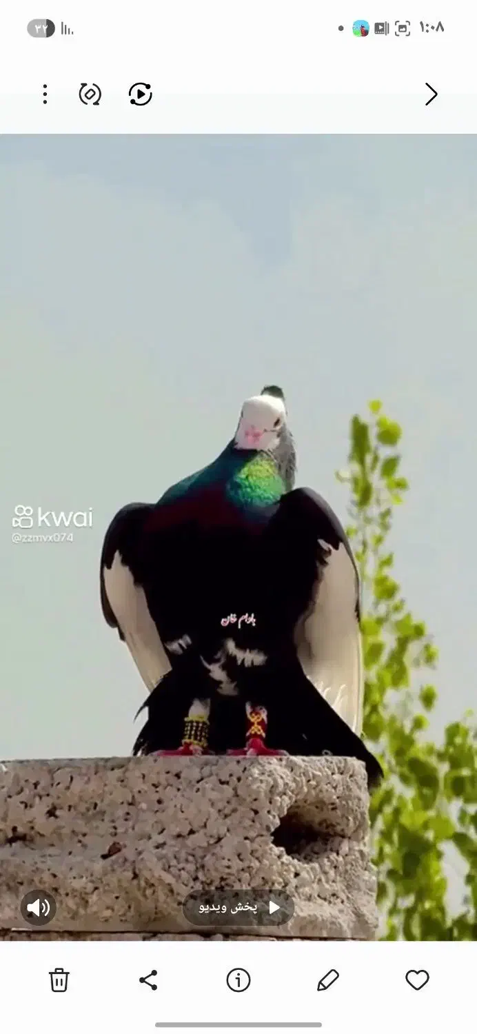 سوس|پرنده|سوسنگرد, |دیوار