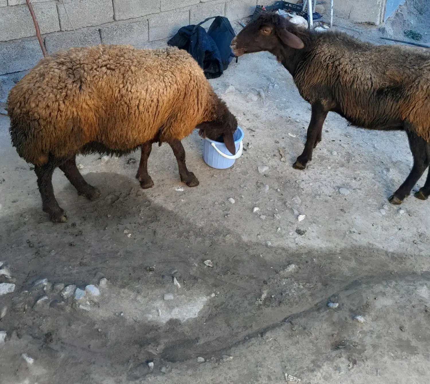 دوراس گوسفند دندان انداختن|حیوانات مزرعه|ارشق, |دیوار