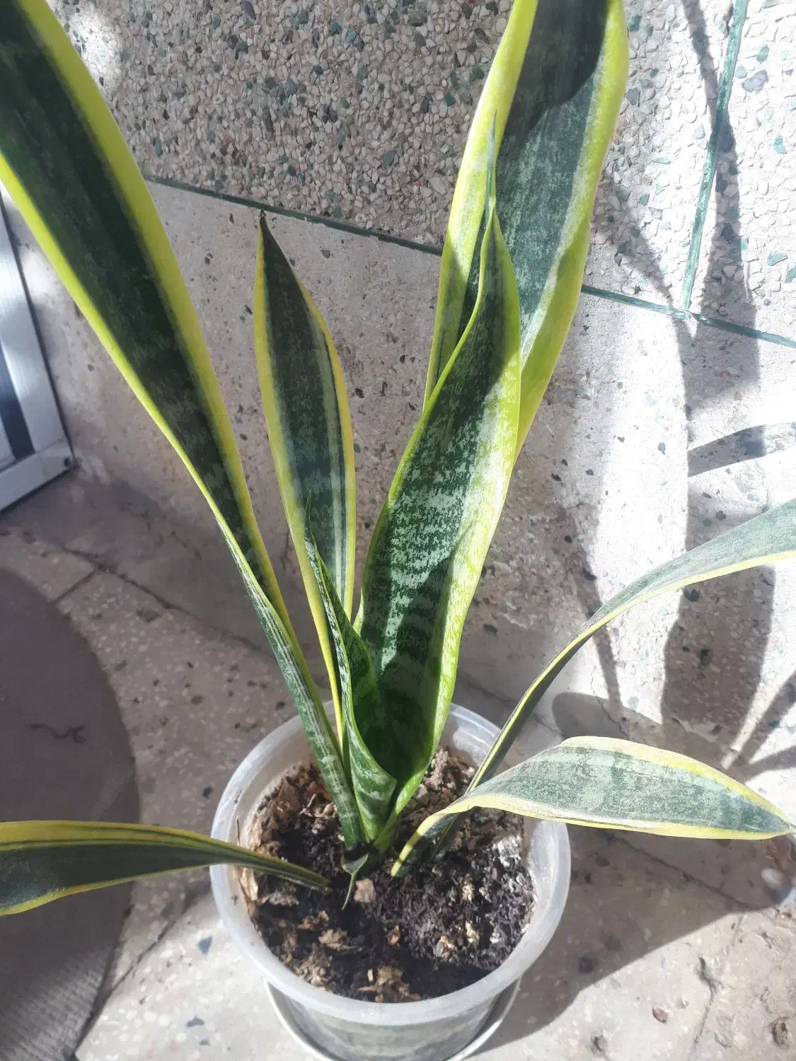 حراج گلهای آپارتمانی|گل و گیاه طبیعی|قزوین, |دیوار