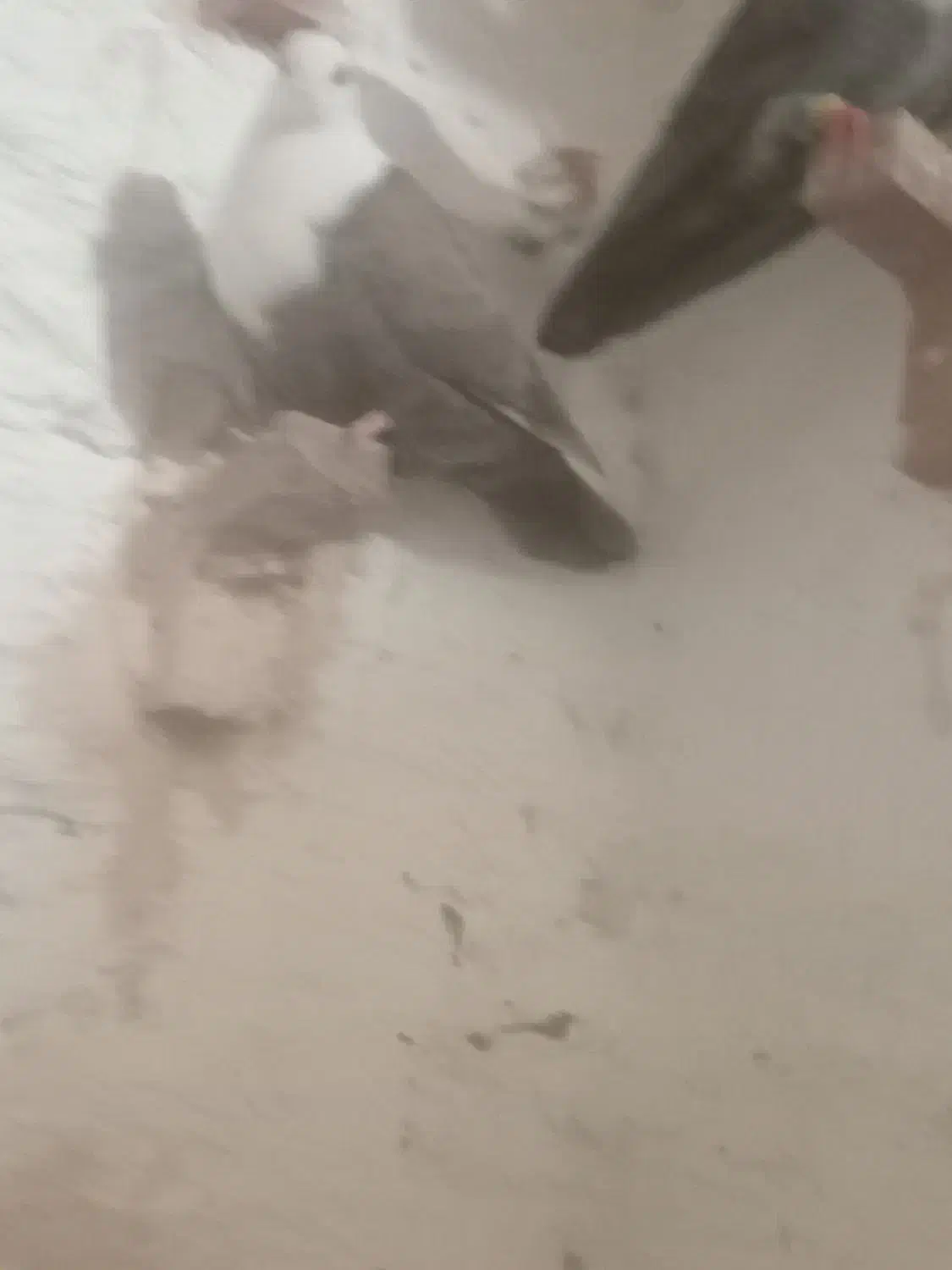 ۵تا ماده|حیوانات|رفسنجان, |دیوار