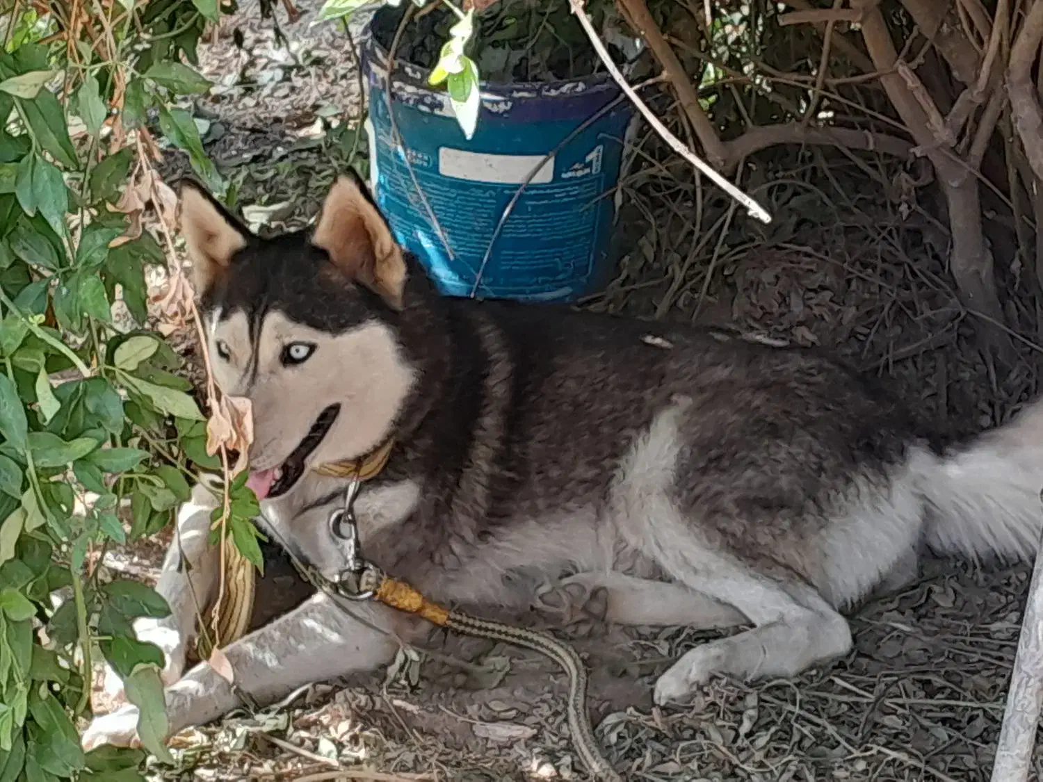 سگ هاسکی|سگ|گرگان, |دیوار