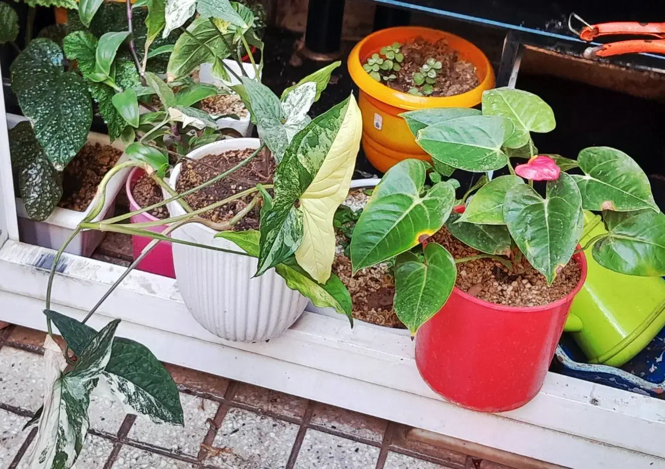 گلهای آپارتمانی|گل و گیاه طبیعی|کرمانشاه, |دیوار