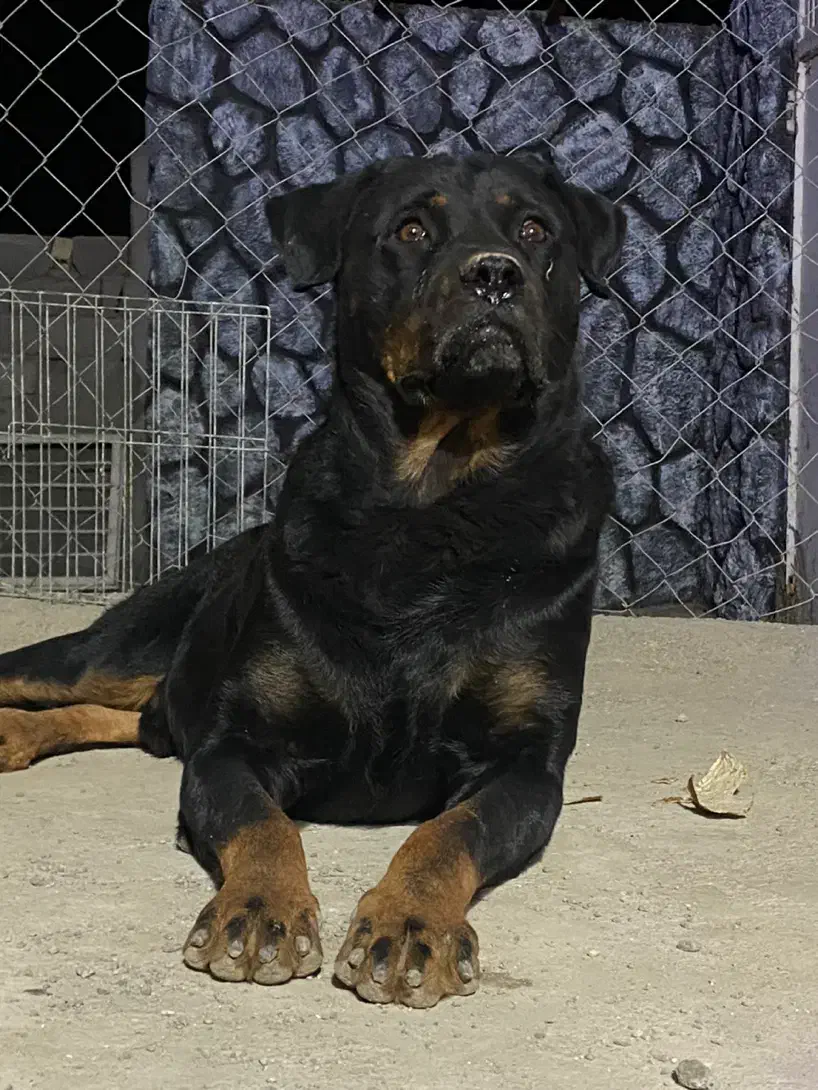 سگ روتوایلر|سگ|قم, پردیسان|دیوار