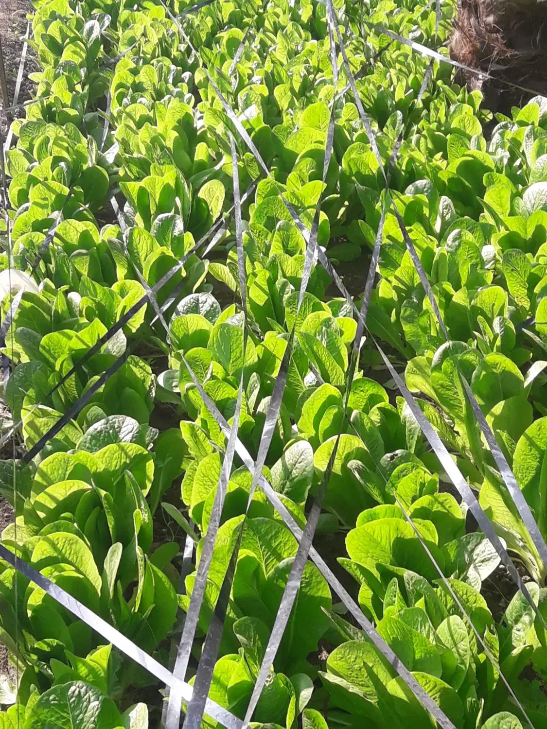 باغبان|خدمات باغبانی و درختکاری|خرمشهر, |دیوار